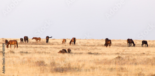 horses in the pasture on the nature