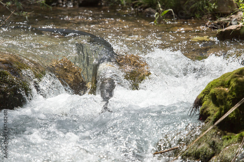 rough mountain river in Kazakhstan photo