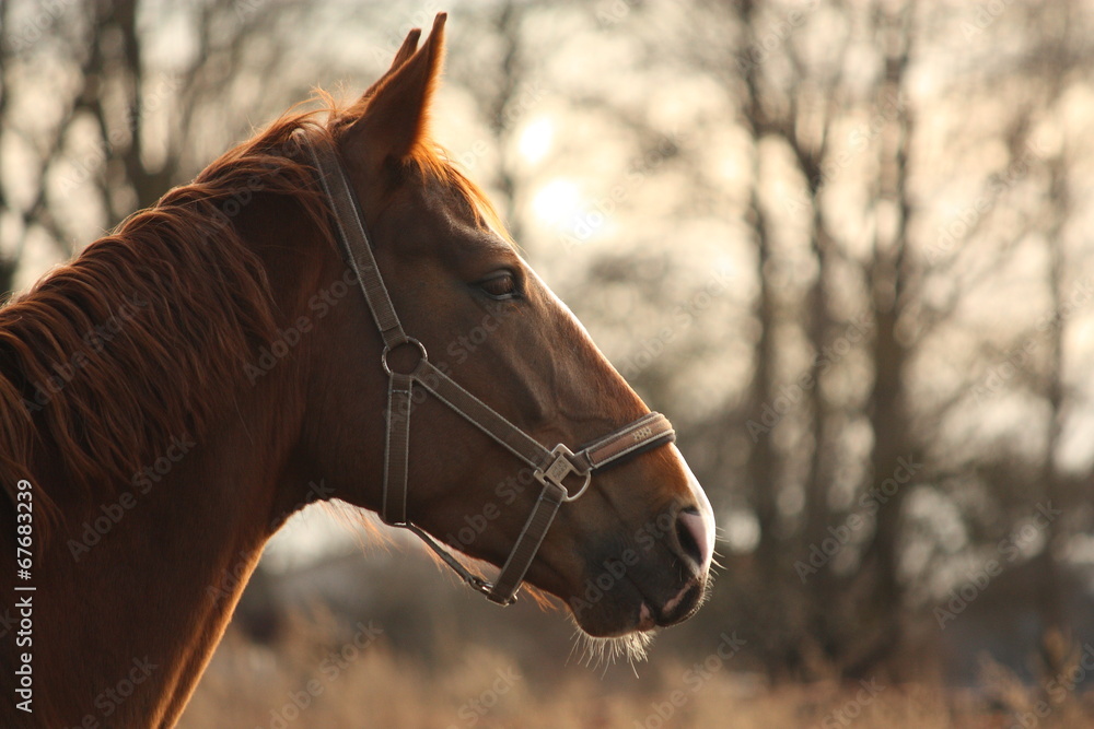 Beautiful chestnut horse portrait in sunset - obrazy, fototapety, plakaty 