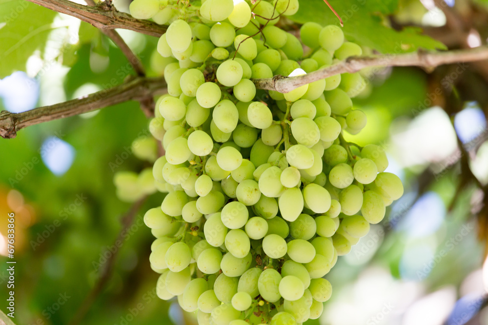 Young green grape on vine Young green grape on vine
