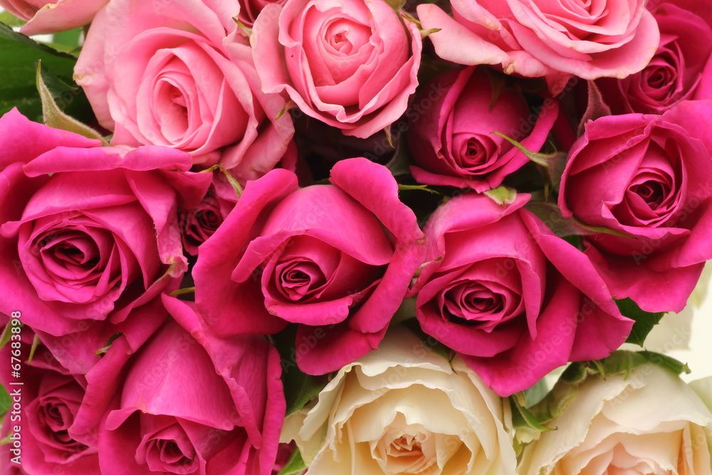 薔薇 薔薇
