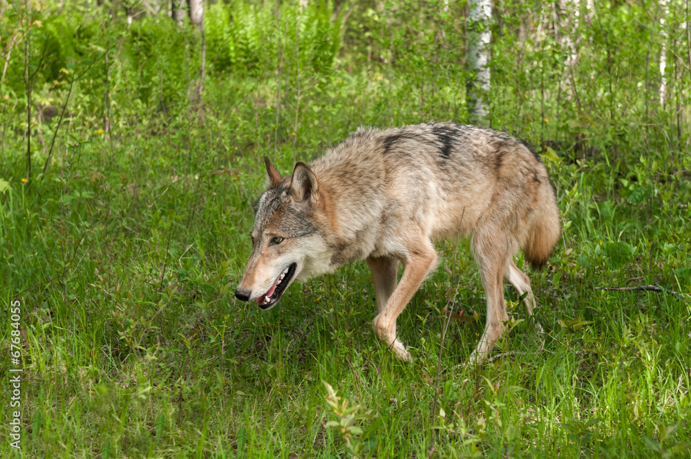Grey Wolf (Canis lupus) Prowls Left Through Grasses