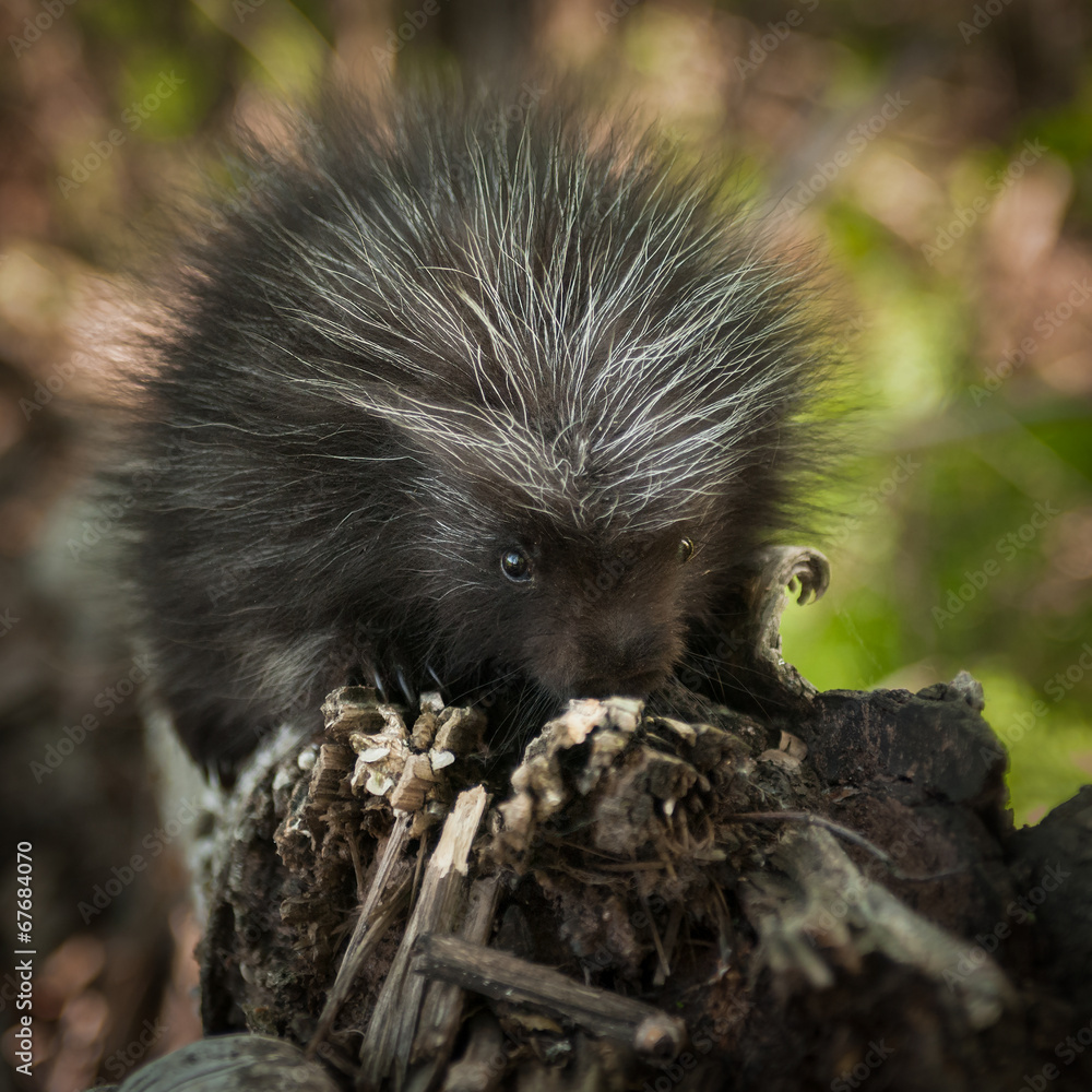Naklejka premium Baby Porcupine (Erethizon dorsatum) Sniffs at Branch