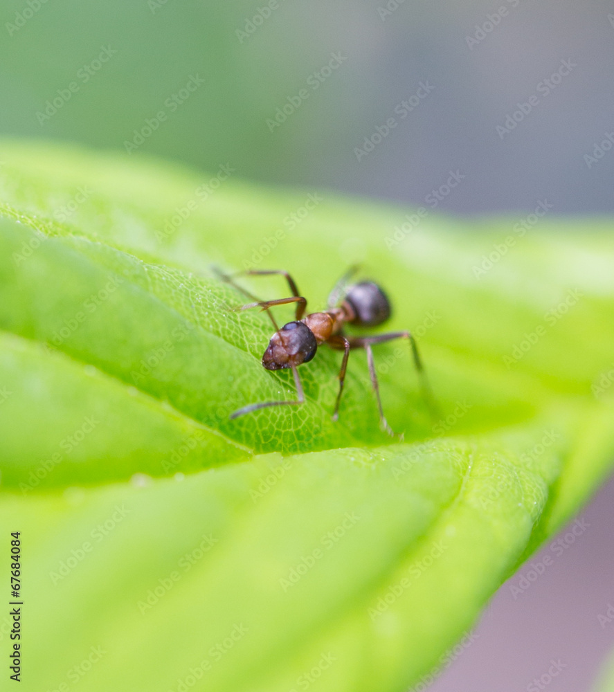 Bullet ant in the Jungle of amazonas river Bullet ant in the Jungle of amazonas river