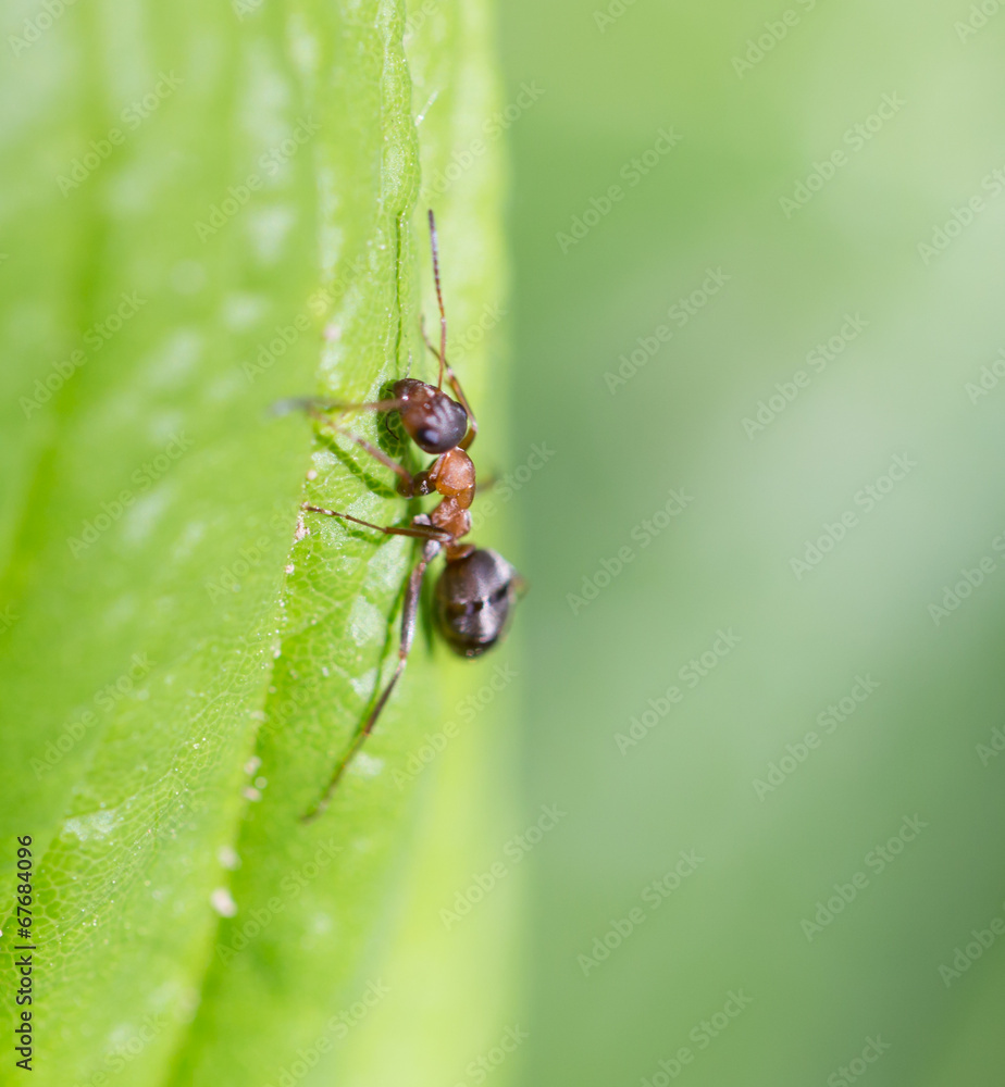 Bullet ant in the Jungle of amazonas river Bullet ant in the Jungle of amazonas river