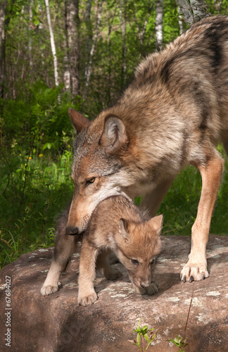 Grey Wolf  Canis lupus  Works to Pick up Pup