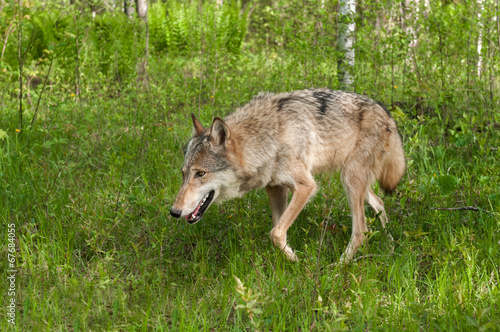 Grey Wolf  Canis lupus  Prowls Left Through Grasses