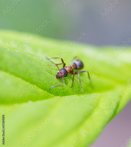 Bullet ant in the Jungle of amazonas river © schankz