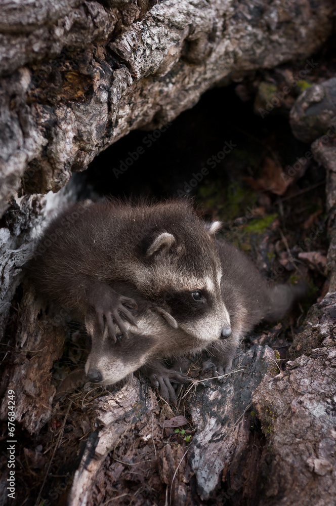 Two Baby Raccoons (Procyon lotor) Crawl Over Each Other Two Baby Raccoons (Procyon lotor) Crawl Over Each Other