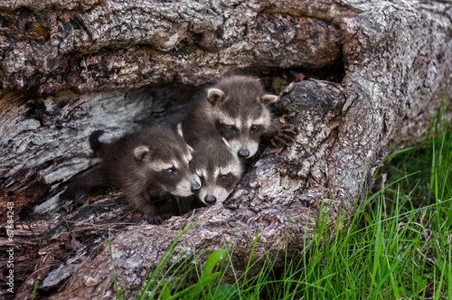 Trio of Baby Raccoons (Procyon lotor) in Downed Tree