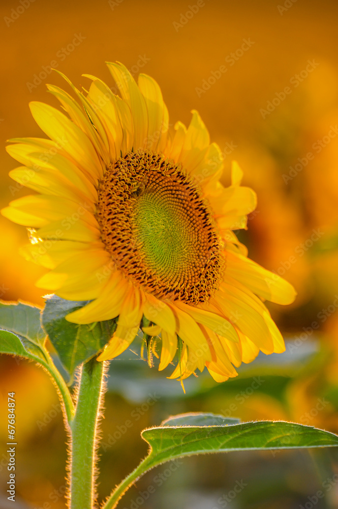 Naklejka premium sunflower at sunset