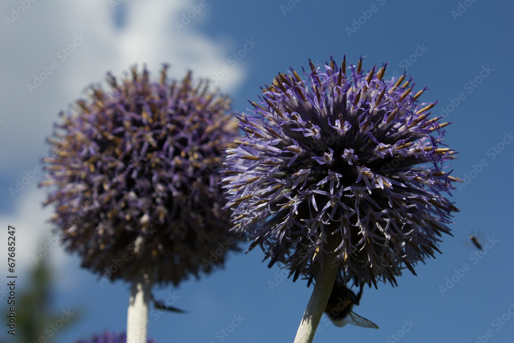 Kugeldistel StockFoto Adobe Stock