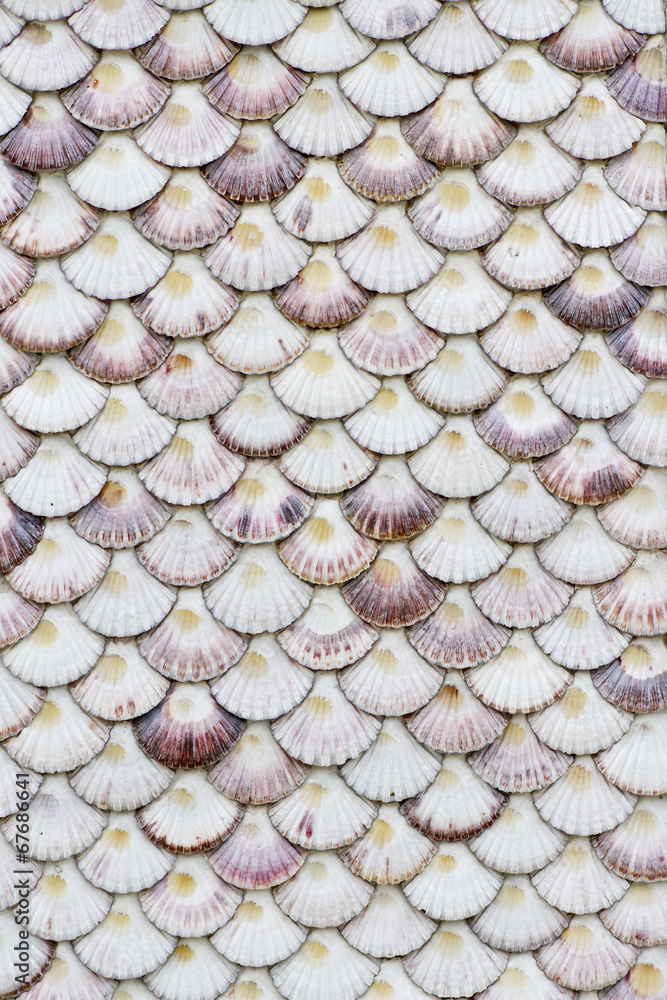 Scallop shells background