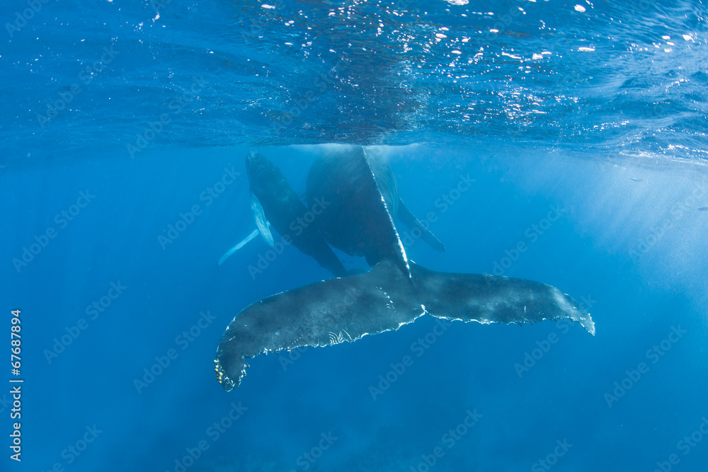 Fototapeta premium Humpback Whales 2