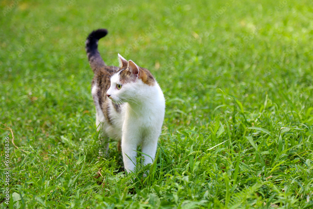 Beautiful cat on green grass in park