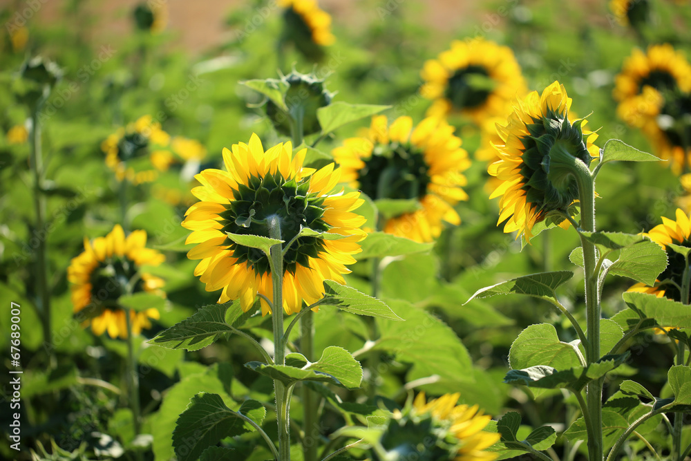 Beautiful sunflowers field