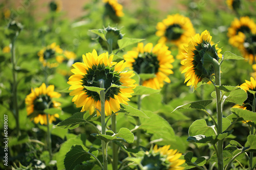 Beautiful sunflowers field