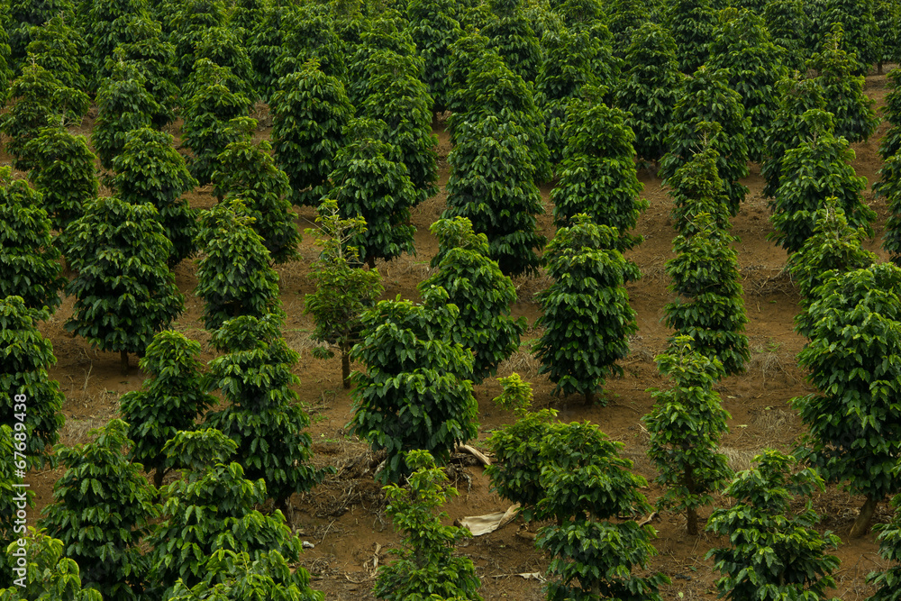 Coffee field in south east of Brazil Coffee field in south east of Brazil