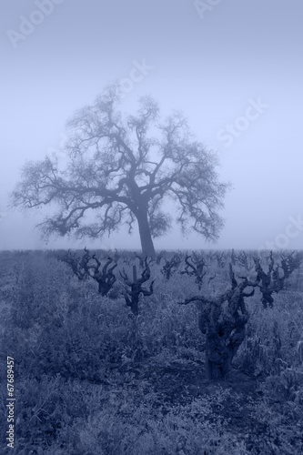 Slika na platnu Blue Lodi Grapevines in Fog
