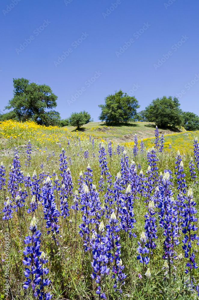 Lupines, California Poppies, and Oak Trees