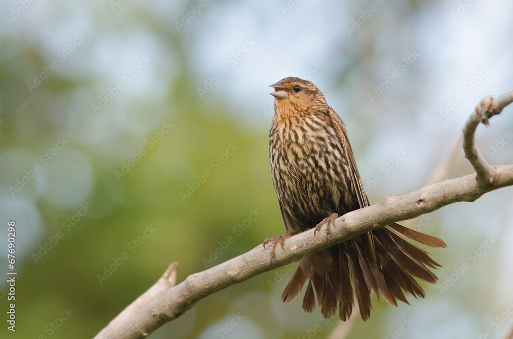 Female red-winged blackbird in summer plumage, Colorado Female red-winged blackbird in summer plumage, Colorado