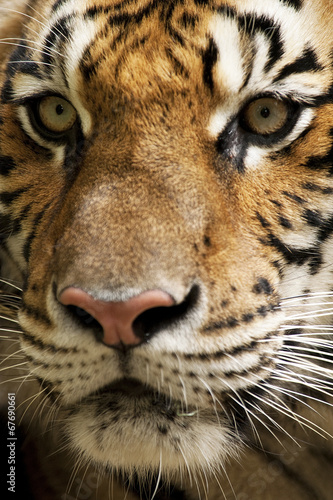 Tiger face