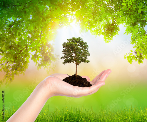 Plant in hand over Green leaf  background