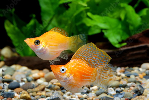 バルーンモーリー オスメス Stock Photo Adobe Stock