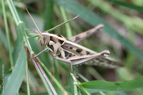 Macro of brown grasshopper perched on leaf.