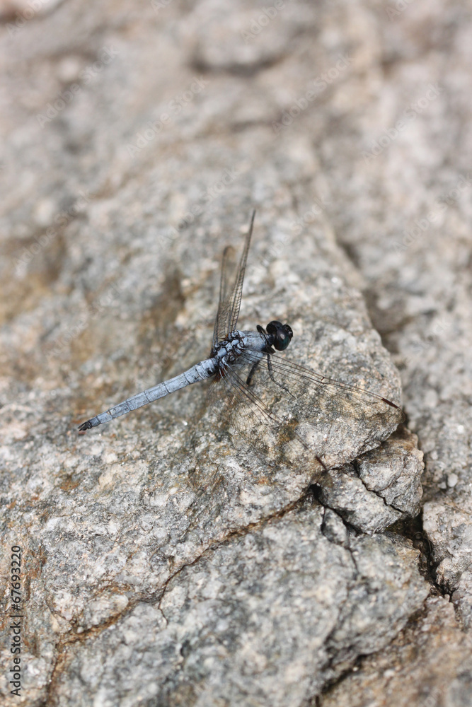 Spangled Skimmer Dragonfly on stone. Spangled Skimmer Dragonfly on stone.
