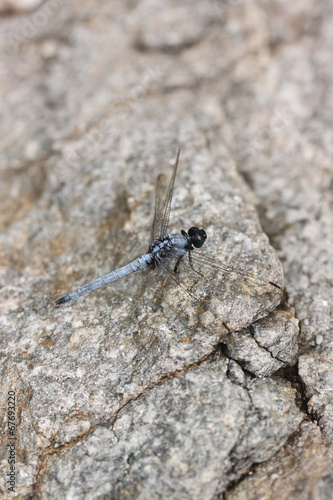 Spangled Skimmer Dragonfly on stone. © meepoohyaphoto