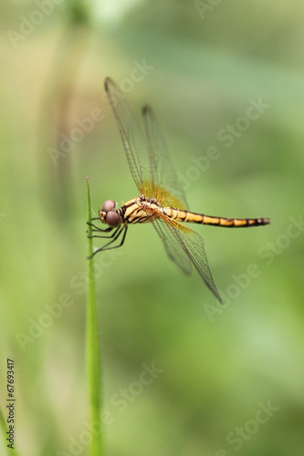 Orange dragonfly on top grass.
