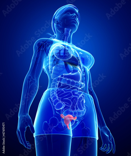 Female uterus anatomy