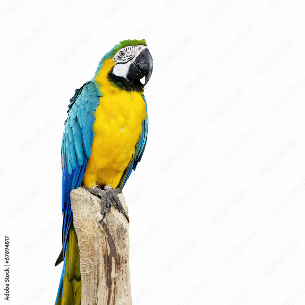 Fototapeta premium parrot bird sitting on the perch