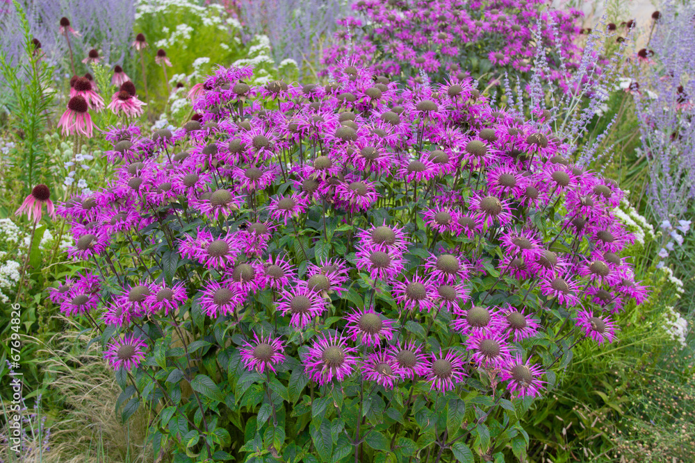 Violette Blumenpracht Violette Blumenpracht