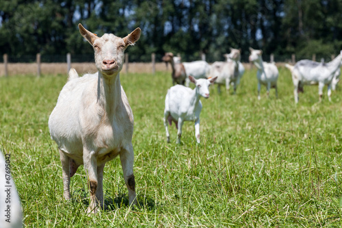 Goats © denboma