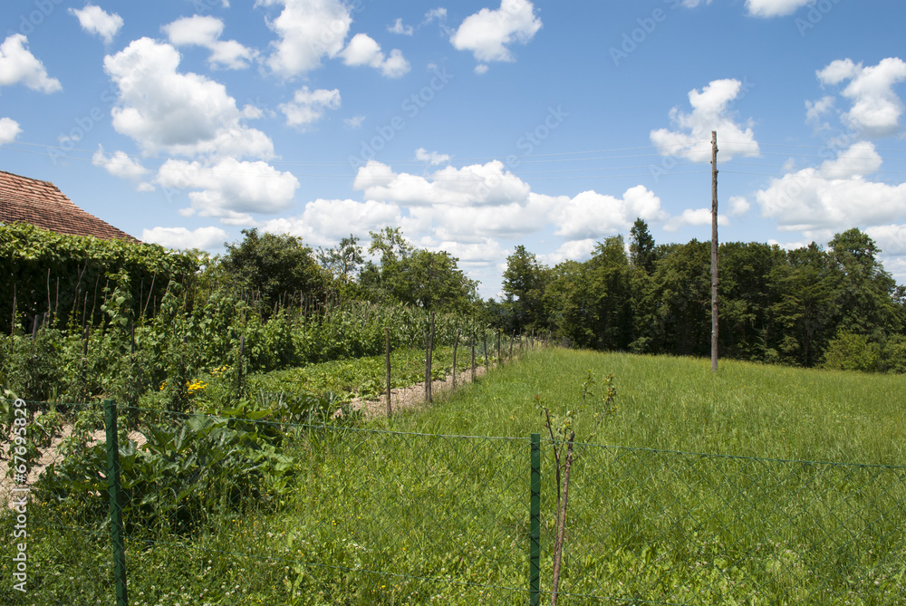 Garden With Plants & Meadow Garden With Plants & Meadow