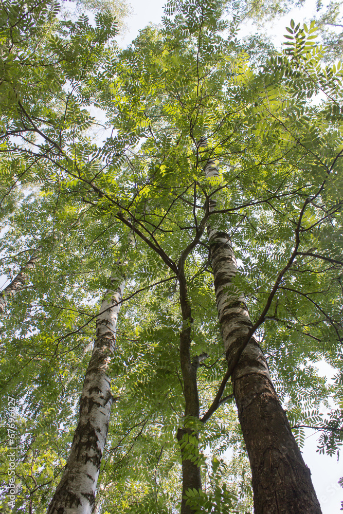 Fototapeta premium Russian Forest