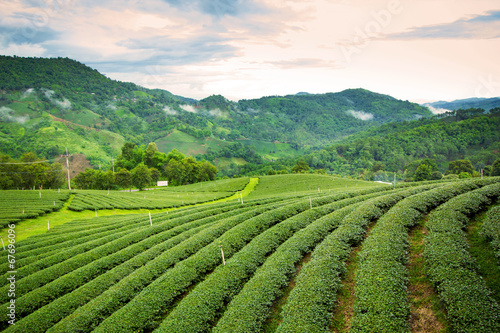 Natural landscape of tea planation on the moutain in Chaingrai p