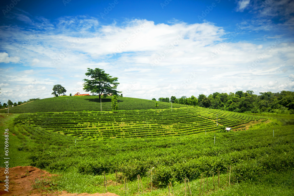 Natural landscape of tea planation on the moutain in Chaingrai p Natural landscape of tea planation on the moutain in Chaingrai p