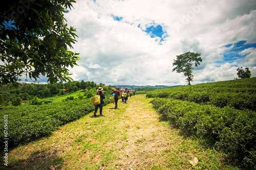 Photography Natural landscape of tea planation on the moutain in Chaingrai p