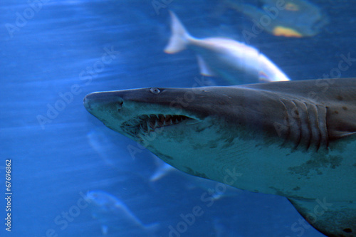 Sandtiger shark  Tokyo  Japan