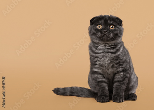 Black smoke scottish fold kitten on light brown background