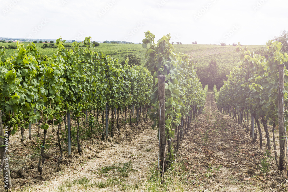 Nachhaltiger Weinanbau