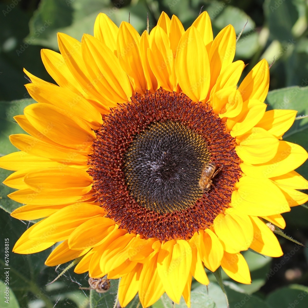 Obraz premium Sonnenblume mit Biene