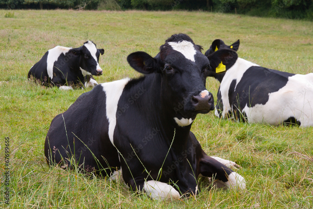 Dairy cows lying in summer pasture Dairy cows lying in summer pasture