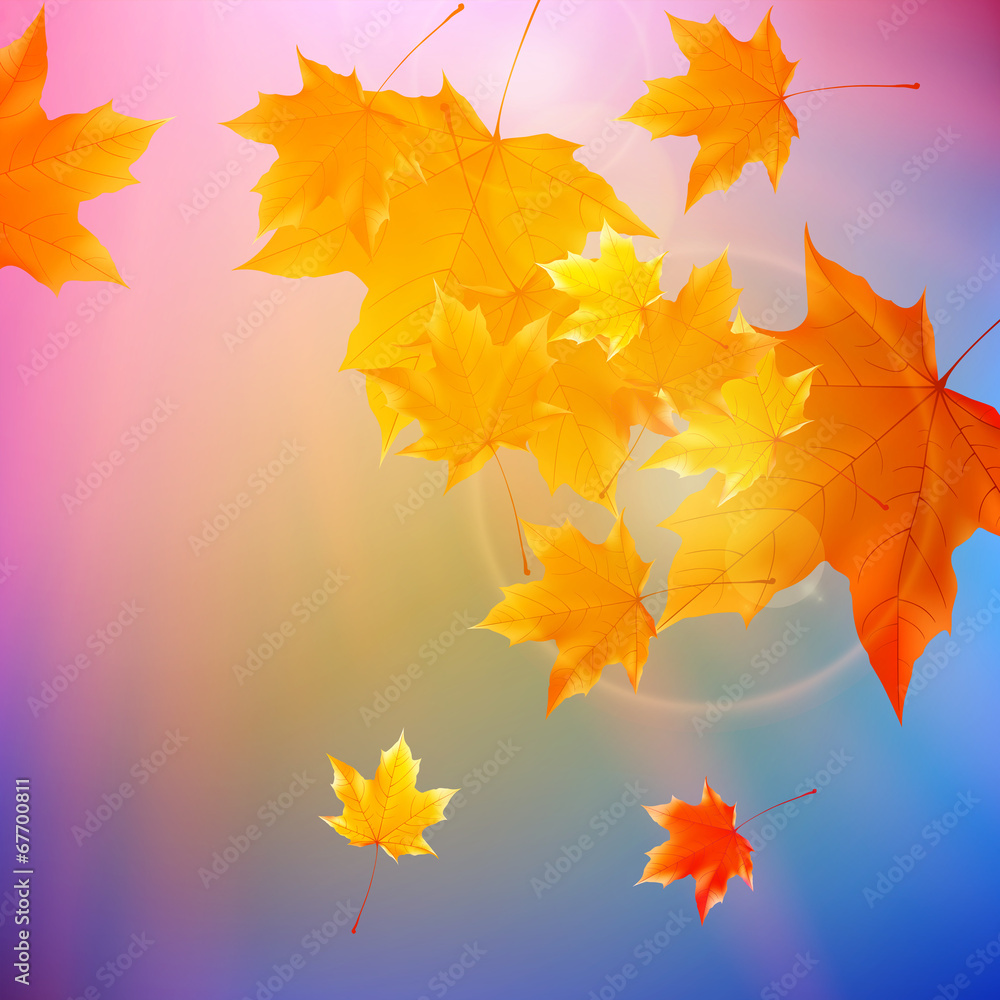 Fototapeta premium Beautiful autumn Leaves.