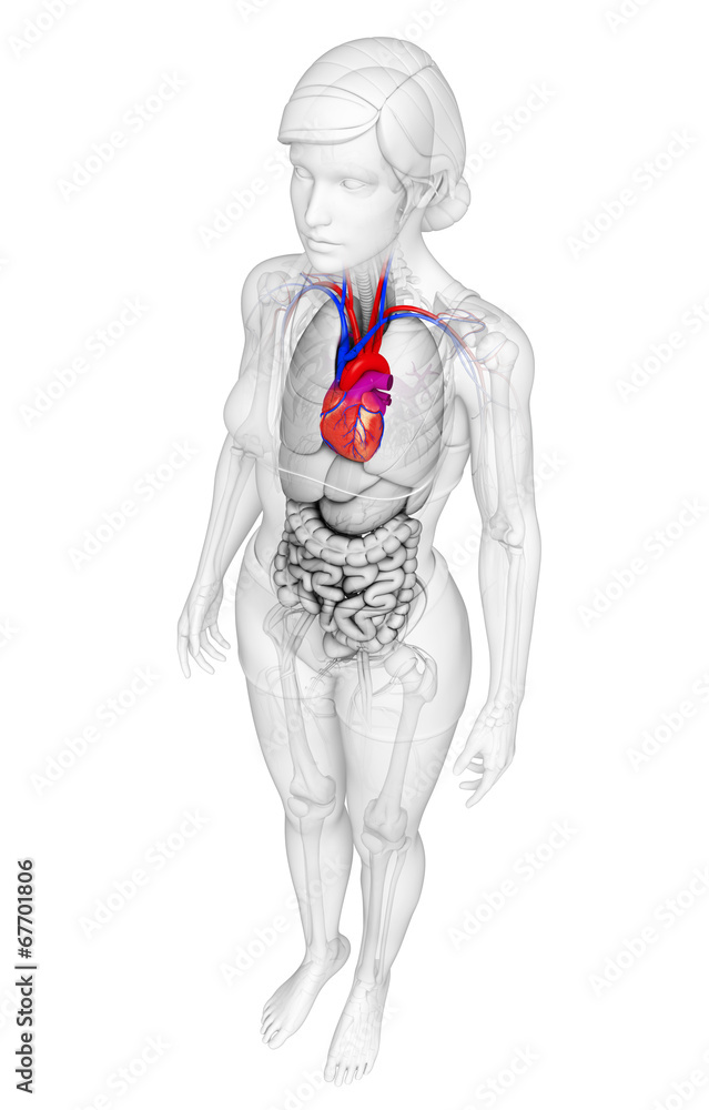 Female heart anatomy