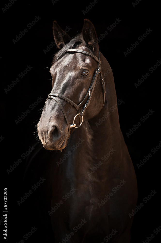 Fototapeta premium Portret czarny koń na czarnym tle