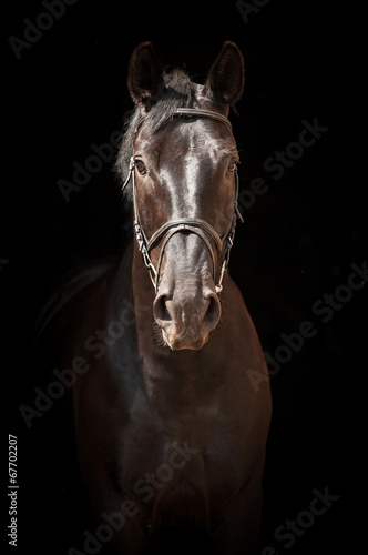 Portrait of black horse on black background